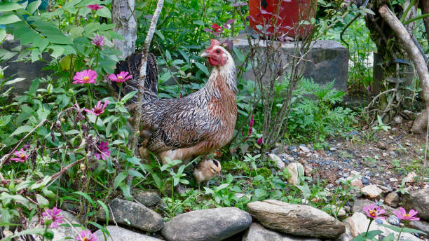 istock Hen and little chick on the farm. 1941935268