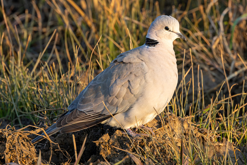Ring-necked dove (Gewone tortelduif) (Streptopelia capicola) in Rietvlei Nature Reserve