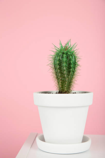 istock Cactus in white pot on pink background 1941953595