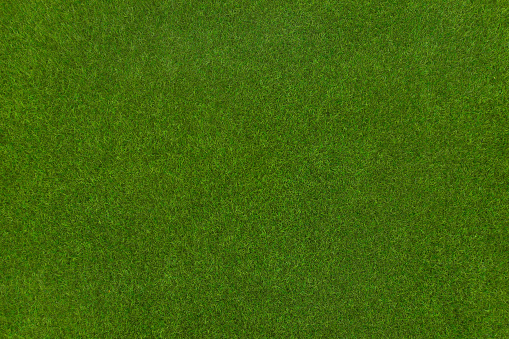 Green grass texture background, top view