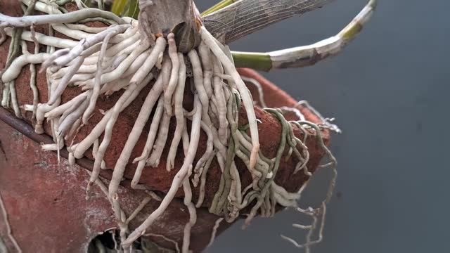 Roots of Pigeon Orchid