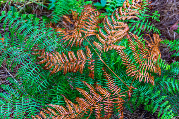 Autumn fern wet from rain