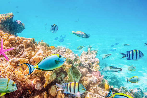 istock seascape with tropical fish and coral reefs 1941986650