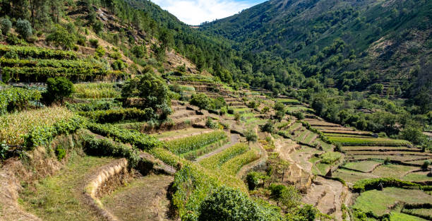 istock Vineyard in the mountains, staggered vines 1941987183