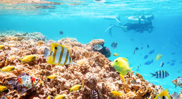 istock seascape with tropical fish and coral reefs 1941987200