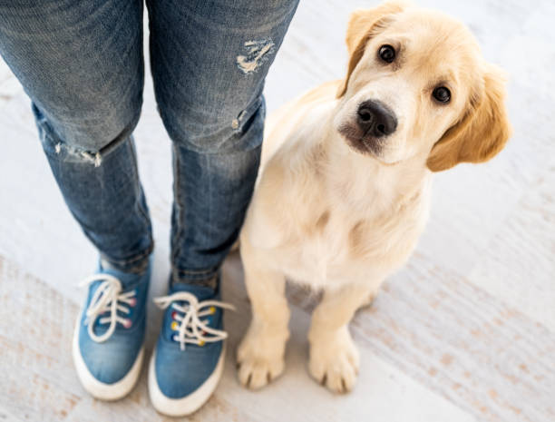 istock Golden retriever next to legs 1941987737