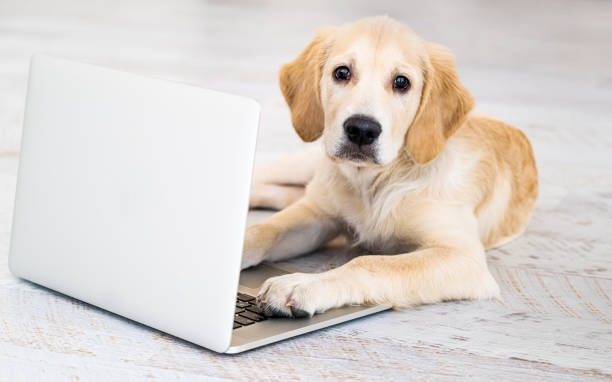 istock Dog with laptop on floor 1941988266