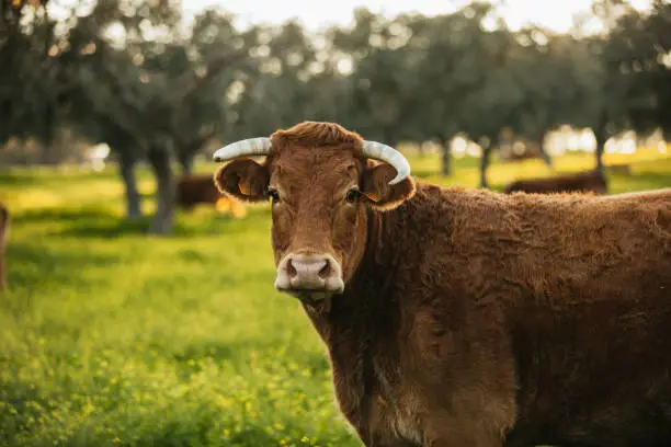 Brown cow pasturing free in a green meadow in the spanish dehesa