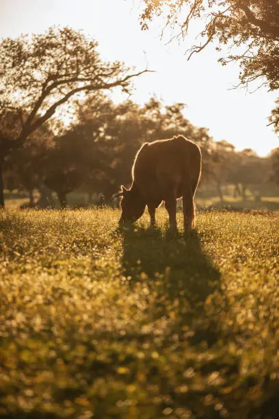 Photo of Brown cow pasturing at sunset