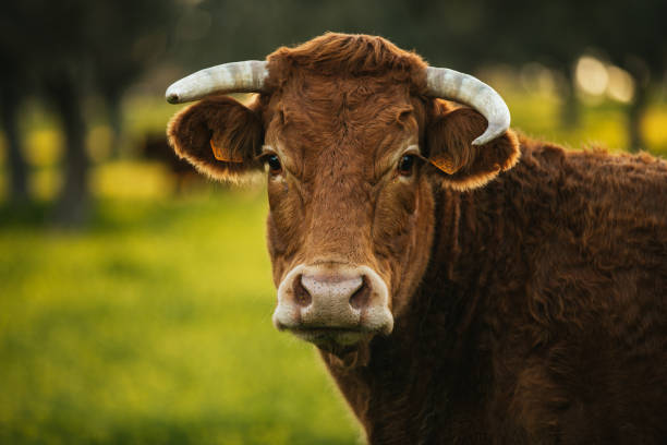 istock Brown cow pasturing free in a green meadow 1941993151