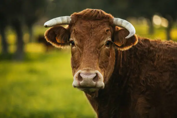 Photo of Brown cow pasturing free in a green meadow