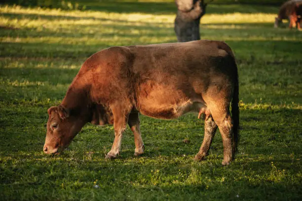 Photo of Brown cow pasturing in the middle of a beautiful meadow