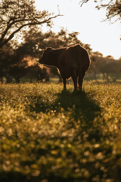 Photo of Brown cow pasturing in the middle of a beautiful meadow