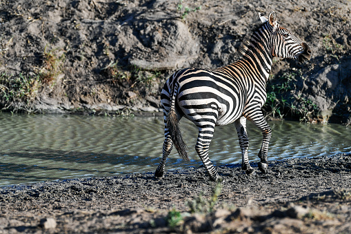 herd of Zebra in the savannah of Africa