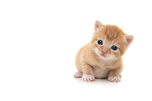 Adorable three weeks old ginger kitten looking at the camera isolated on a white background