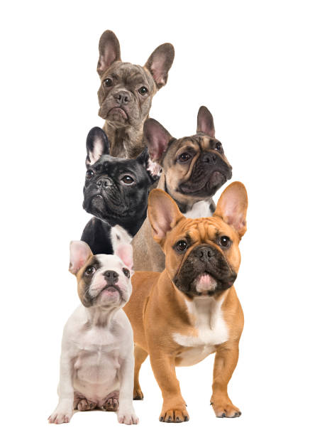 istock Composition with differt  french bulldogs, full length and portraits on a white background 1942005446