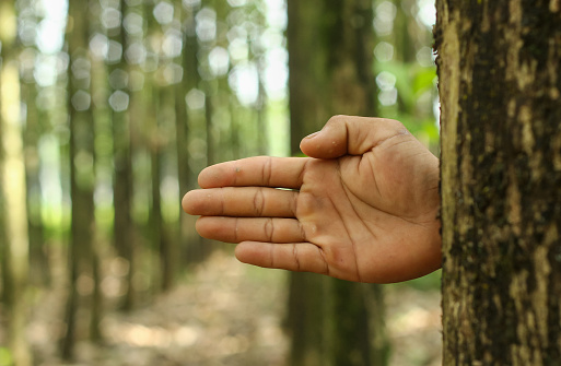 hand behind a tree with a teak forest background