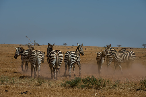 Zebra subspecies of horse in the vast expanses of Africa