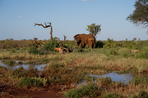 Elephant in the savannah