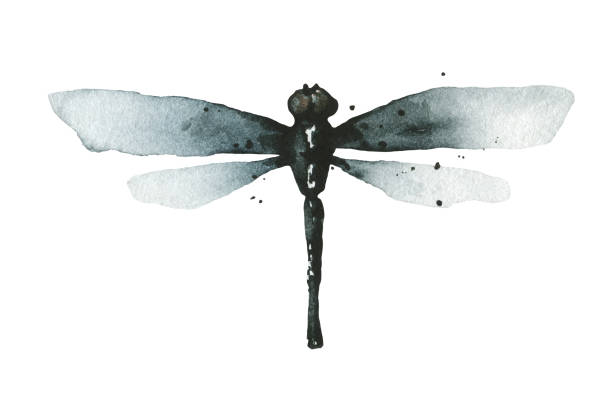 istock Watercolor grunge style gray, blue and black dragonfly in front. Hand drawn illustration. 1942016499