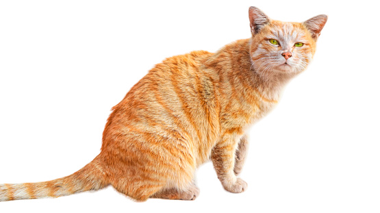 cute ginger cat sitting and looking at the camera, isolated on white background