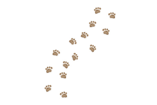 little dog footprints walking isolated on white background.