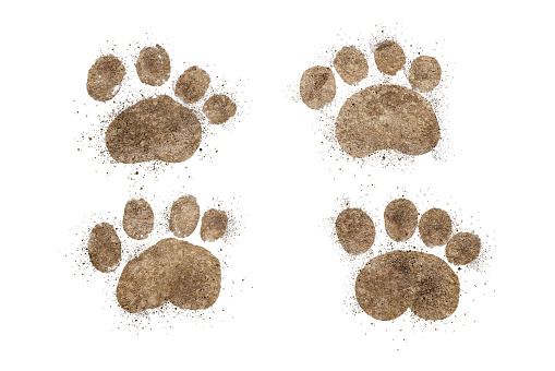 little dog footprints walking isolated on white background.