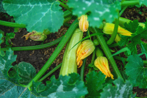 Little girl is holding zucchini in her hand. Close-Up Healthy Eating Concept.