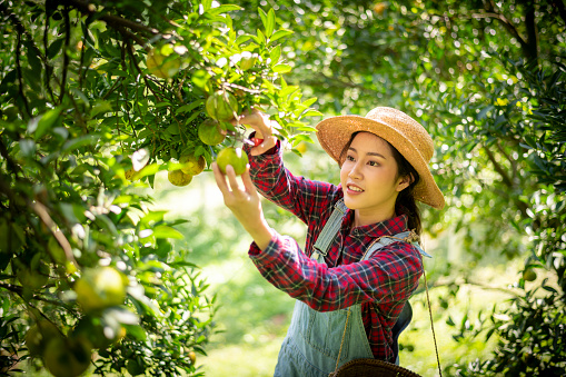 Happy woman farmer smiling in the garden with basket organic orange tree plant garden and harvesting ripe orange crop.this is agriculture smart harvesting and plantation concept