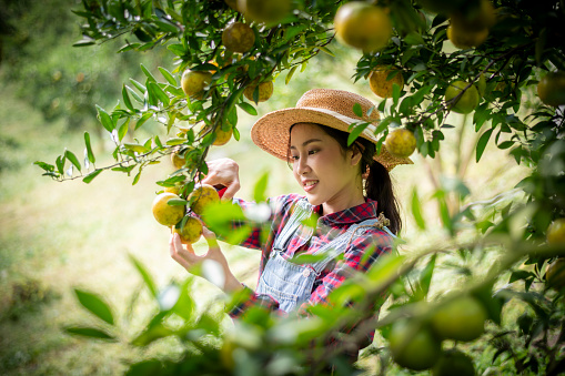 Happy woman farmer smiling in the garden with basket organic orange tree plant garden and harvesting ripe orange crop.this is agriculture smart harvesting and plantation concept