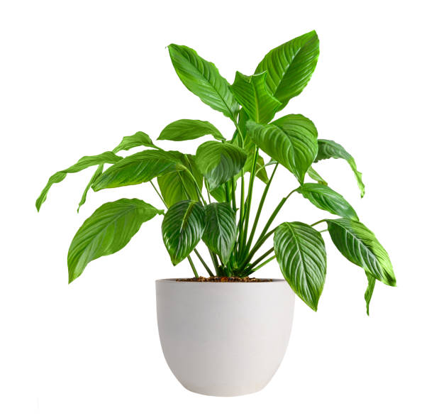 istock White Pot with Spathiphyllum home plant on white background 1942083100