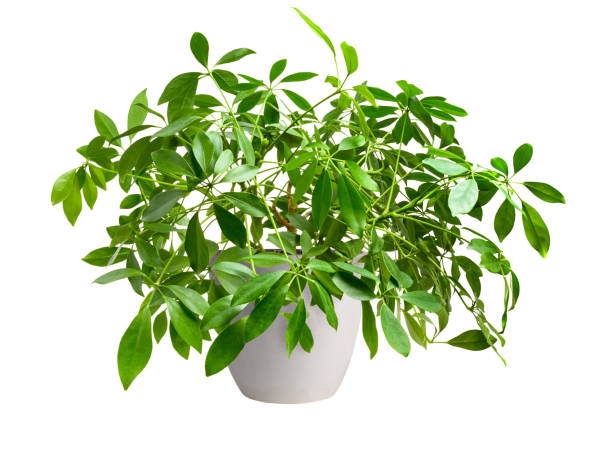 istock Home plant schefflera in white pot isolated on white 1942083136