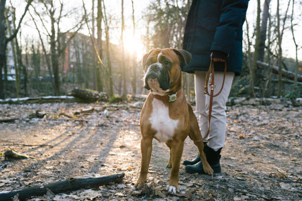 istock Dog with an Animal Tracker at the collar 1942093195