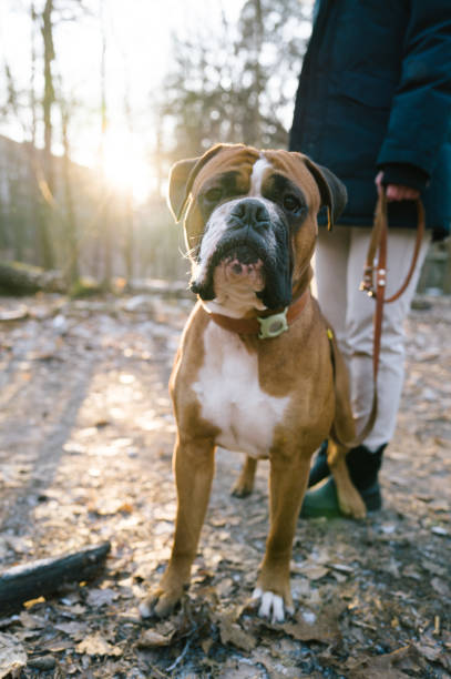 istock Dog with an Animal Tracker at the collar 1942093728