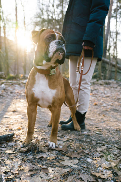 istock Dog with an Animal Tracker at the collar 1942093783