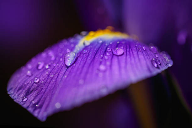 Greeting card or elegant web design with beautiful purple iris petals with water drops. Dark blurred background with bokeh. Floral and natural background with shallow depth of field