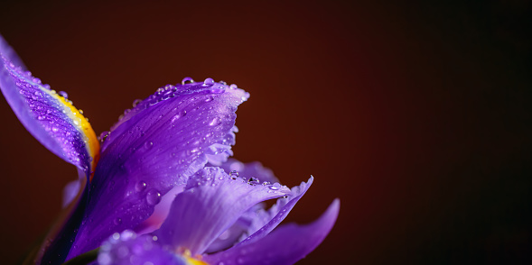 Close up photo of iris flower with macro detail. Beautiful purple flower with water drops on petals on dark blurred background. Greeting card with free space for text