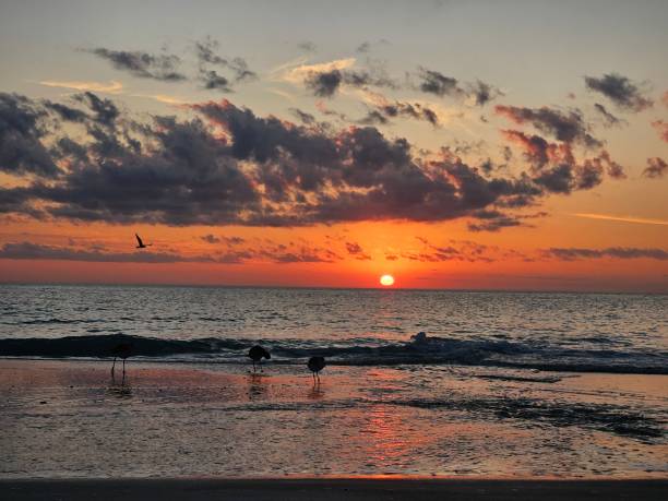 Longboat Key at sunset Sunset at the gulf, water, birds longboat key stock pictures, royalty-free photos & images