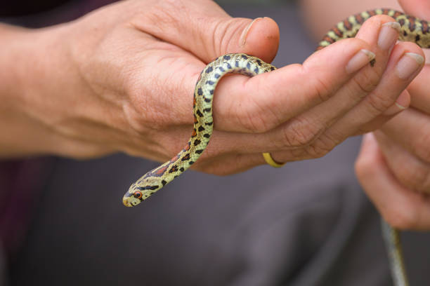 istock A very young leopard snake in a hand 1942119336
