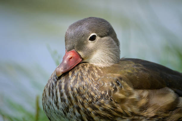 A female Mandarin Duck standing on a green meadow near a pond on a sunny day in summer