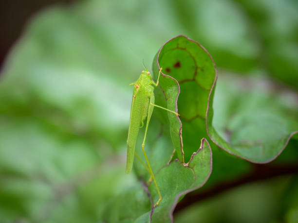 istock A Mediterranean katydid sitting on a green leaf 1942122032