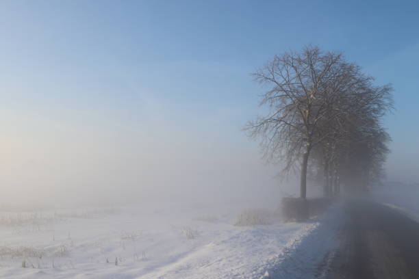 istock Trees during sunrise on a cold, white, misty morning. 1942145398