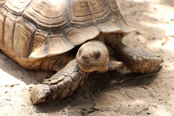istock African Sulcata Tortoise Natural Habitat 1942155787