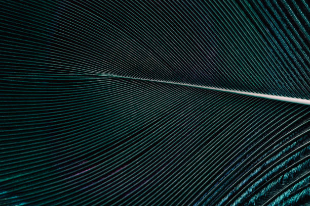 istock Closeup shot of a bird feather creating a beautiful natural pattern 1942158492
