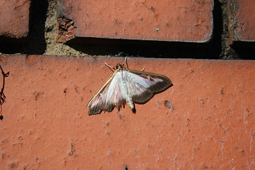 Box tree moth scientific name Cydalima perspectalis on a brick wall, Up close perspective