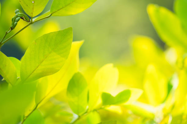 Closeup nature view of yellow leaf on sunlight with copy space using as fresh ecology background concept