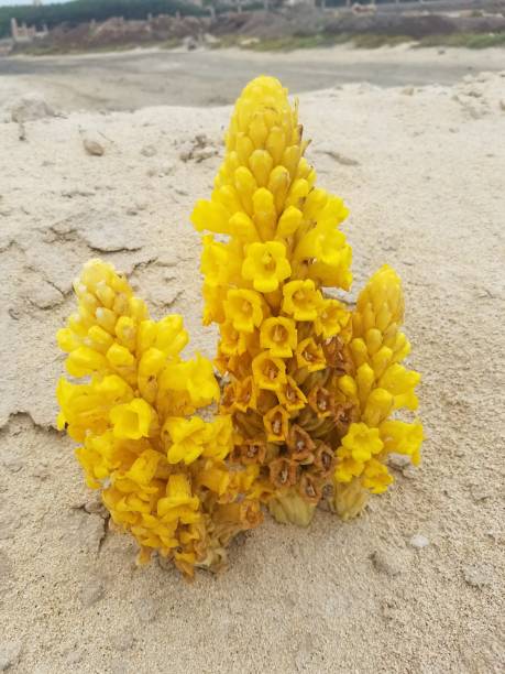 Yellow flowers growing in the sand