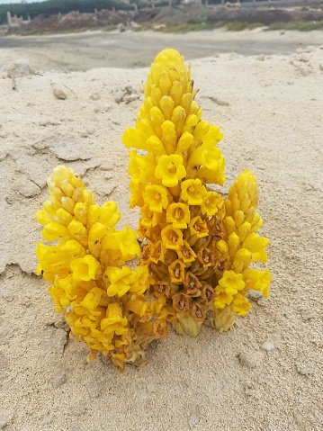 Vibrant yellow flowers bloom against the sandy backdrop of the beach, showcasing the resilience and beauty of nature in an outdoor paradise