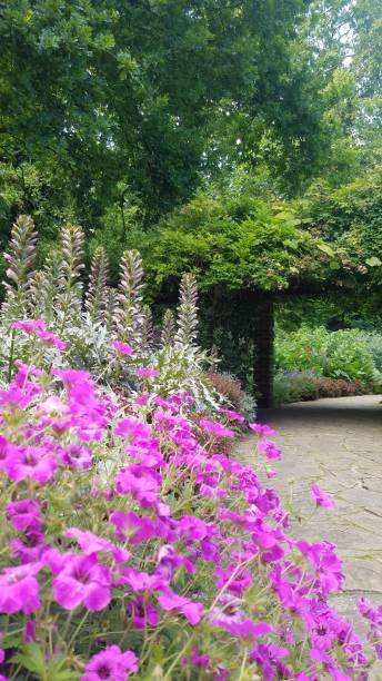 istock A path with purple flowers and trees 1942182963