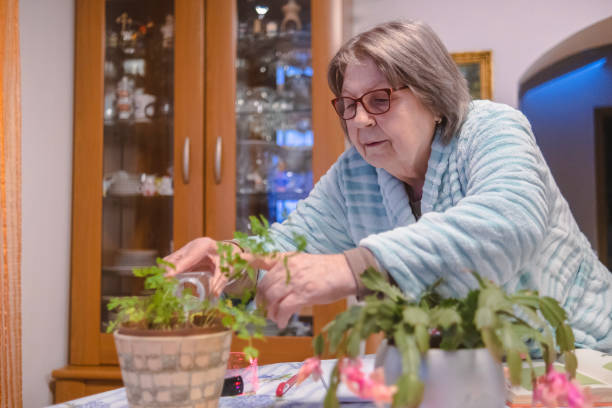 istock My beautiful indoor plants need to be watered 1942186756
